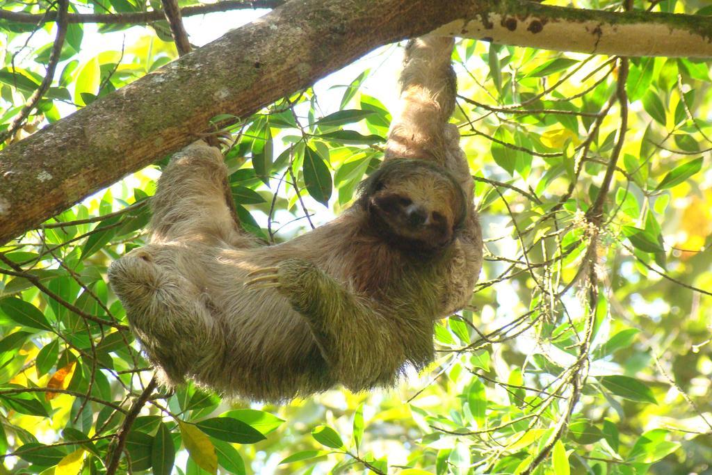 Hotel Eco Arenal La Fortuna Dış mekan fotoğraf