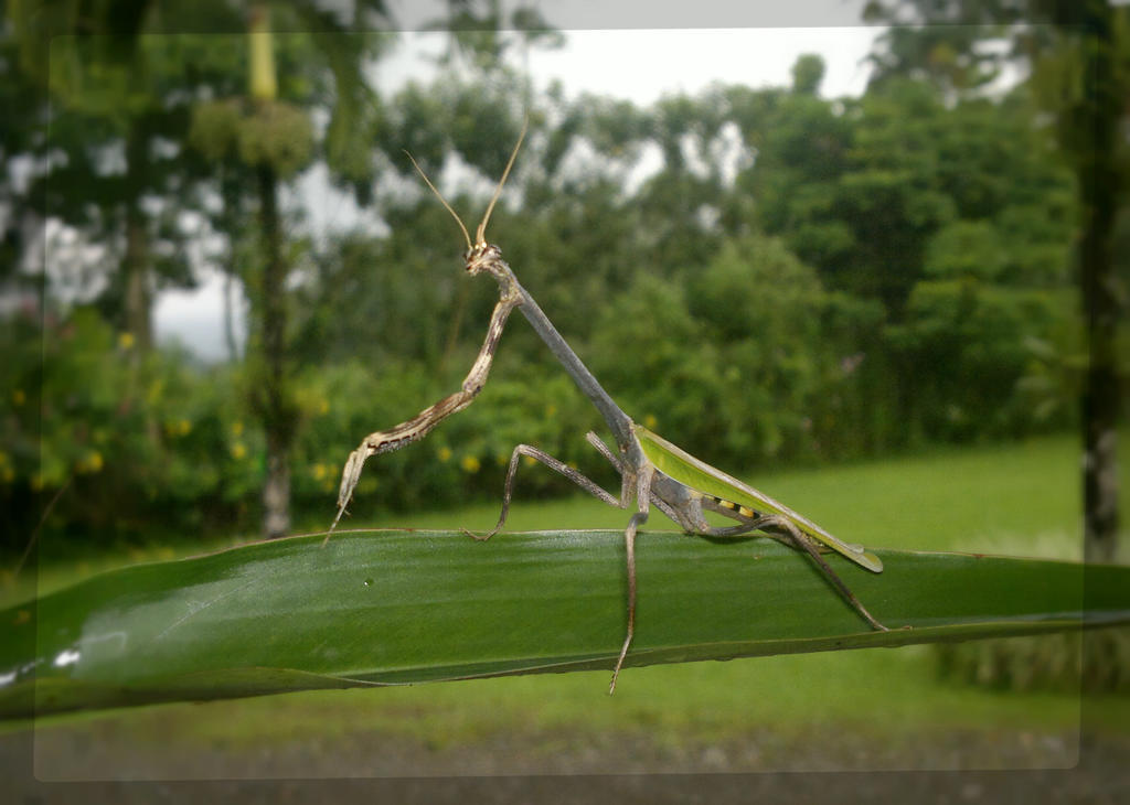 Hotel Eco Arenal La Fortuna Dış mekan fotoğraf