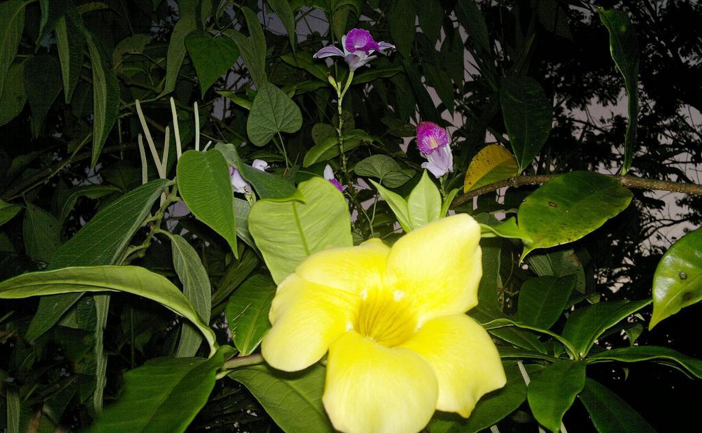 Hotel Eco Arenal La Fortuna Dış mekan fotoğraf