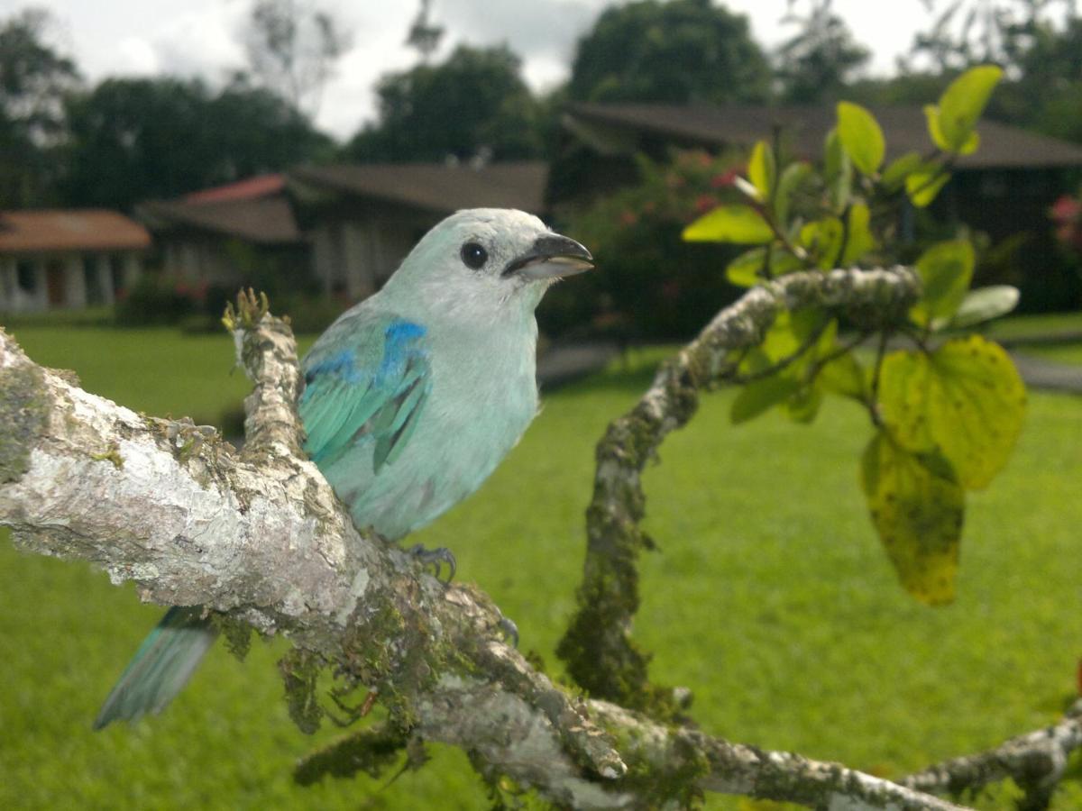 Hotel Eco Arenal La Fortuna Oda fotoğraf